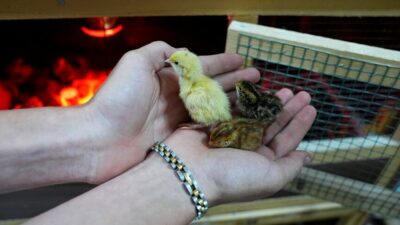 Çatalca'daki Anadolu lisesi öğrencileri, tarım ve hayvancılığı birleştirerek uygulamalı eğitim