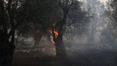 Viotia ilinin Agios Vasilios bölgesinde çıkan yangın, bölgedeki doğal yaşamı