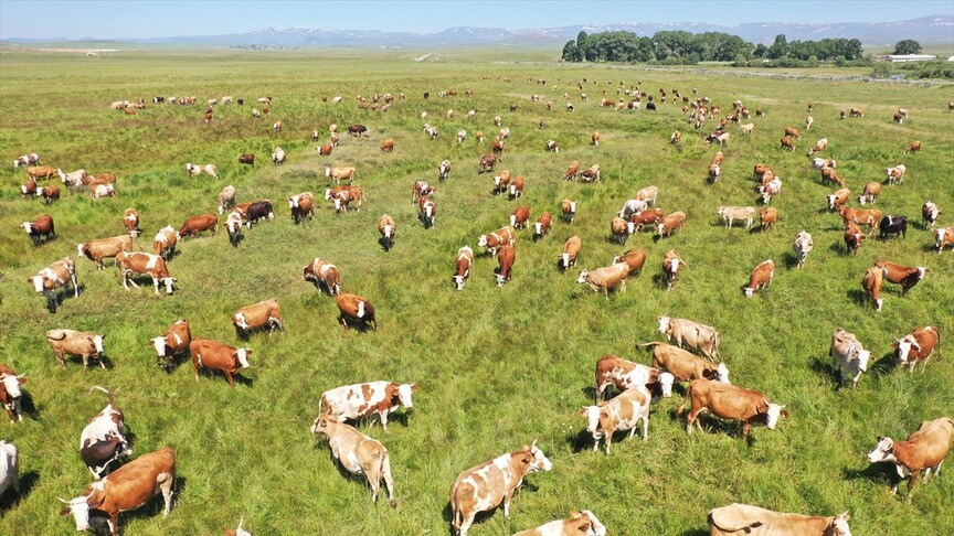 Kars'ta yürütülen mera ıslahı çalışmalarıyla kayıtlı mera alanı önemli bir