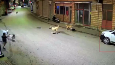 Ordu'nun Çamaş ilçesinde bir çocuğun skuter ile evine dönerken sahipsiz