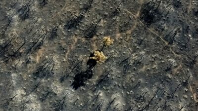 Bu yıl AB ülkelerinde orman yangınları, büyük bir çevresel felakete