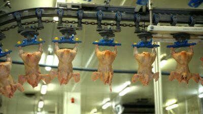 Mayıs ayında tavuk eti üretiminde yaşanan azalma, tarım sektöründe endişeleri