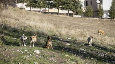 Ankara'da sahipsiz köpeklerin saldırısına uğrayan öğrenciye tazminat davasında idarenin hizmet
