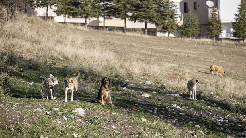 Ankara'da sahipsiz köpeklerin saldırısına uğrayan öğrenciye tazminat davasında idarenin hizmet