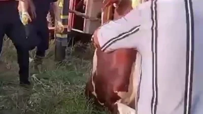 Adana'nın Ceyhan ilçesinde kuyuya düşen inek, itfaiye ekiplerinin özverili çalışmasıyla