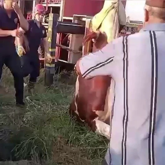 Adana'nın Ceyhan ilçesinde kuyuya düşen inek, itfaiye ekiplerinin özverili çalışmasıyla