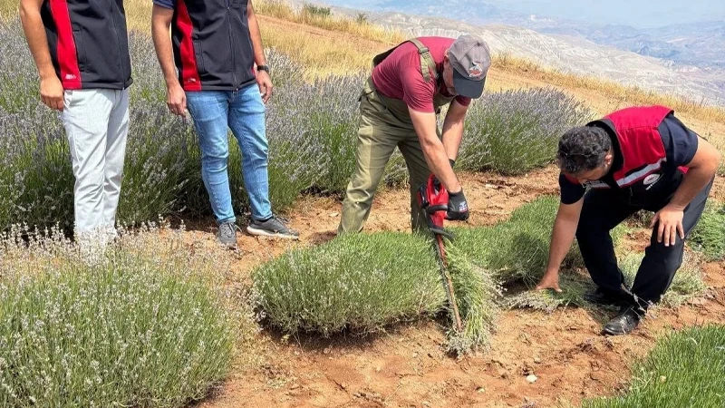 Erzincan'ın Yahşiler köyünde lavanta hasadı başladı. Üretici Rıza Köse, hasat