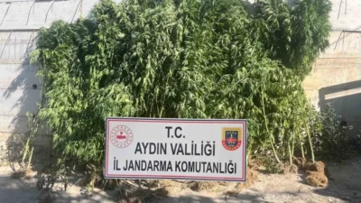 Aydın'ın Efeler ilçesinde bir evde yapılan operasyonda 250 kök kenevir