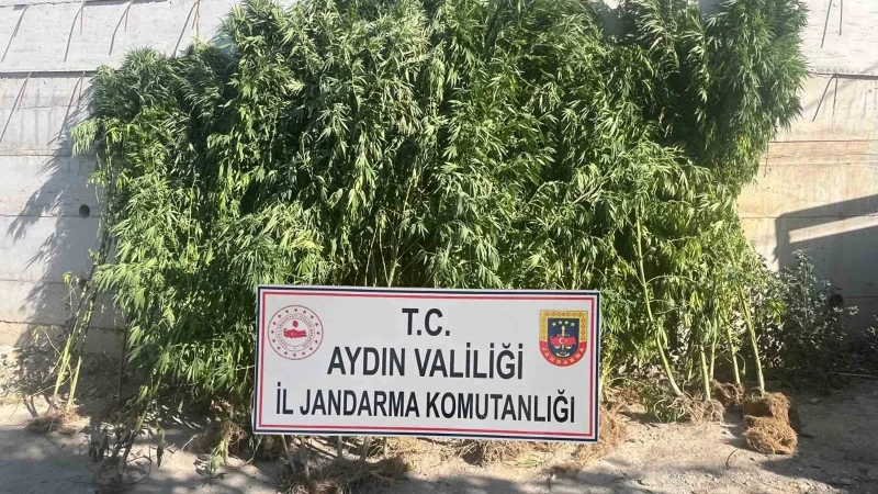 Aydın'ın Efeler ilçesinde bir evde yapılan operasyonda 250 kök kenevir