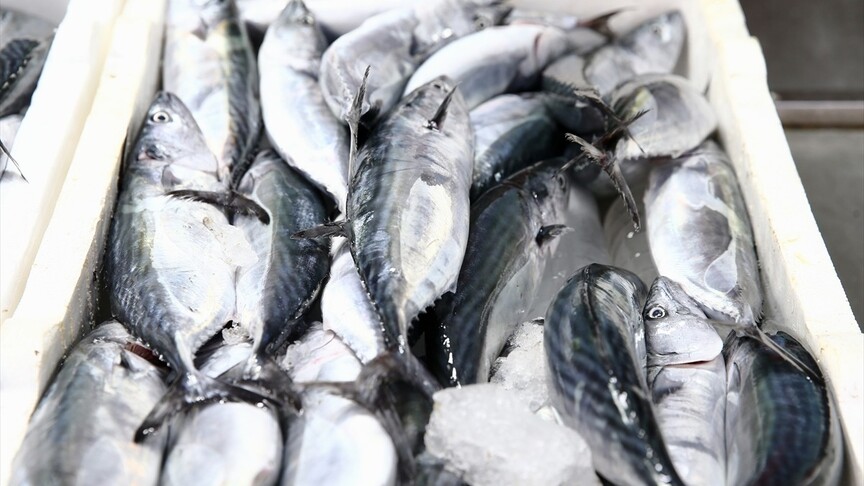 Giresun'da palamut sezonu, küçük balıkçıların avlarıyla birlikte bereketli bir başlangıç