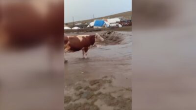 Kars'ta meydana gelen sel felaketi, çiftçileri zor durumda bıraktı. Yetiştiriciler,