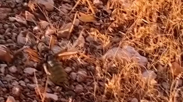 Nemrut Dağı'nda izinsiz çekirge toplayan iki yabancı uyruklu kişi, 1,4