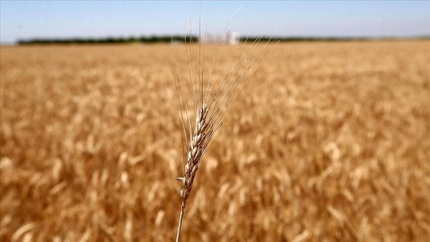 Geçen ay, tarım emtia piyasasında buğday fiyatları dikkat çekici bir