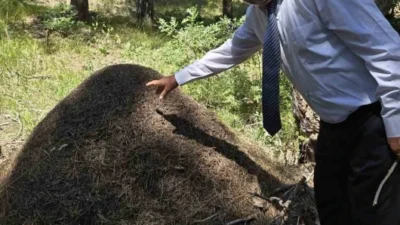 Yozgat'ın Çekerek ilçesinde, devasa karınca yuvaları göz kamaştırıyor.
