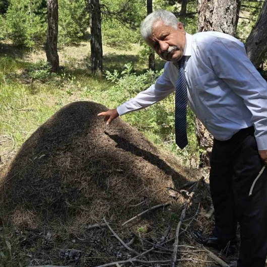 Yozgat'ın Çekerek ilçesinde, devasa karınca yuvaları göz kamaştırıyor.