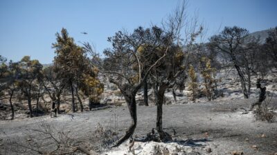 Attiki ve Voiotia'daki orman yangınları, büyük bir çevresel felaketin habercisi