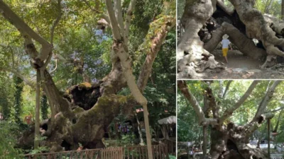 Muğla'nın Bozüyük Mahallesi'nde yer alan 854 yıllık anıt çınar, asırlardır