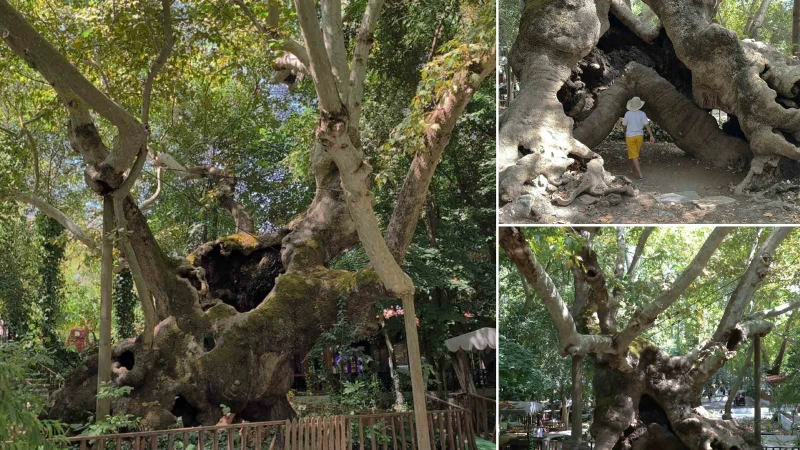 Muğla'nın Bozüyük Mahallesi'nde yer alan 854 yıllık anıt çınar, asırlardır