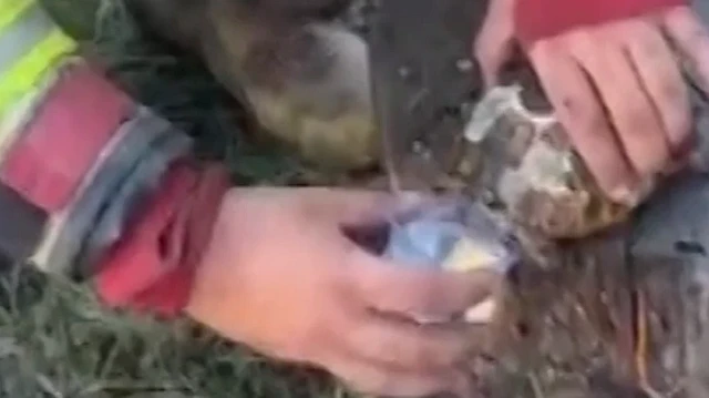 İskenderun'da çıkan yangında alevlerin arasında kalan kaplumbağa, itfaiyecilerin hızlı müdahalesiyle