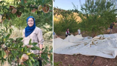Tunceli’nin Çemişgezek ilçesinde Ayşe Balcı, atıl durumu olan 32 dönümlük