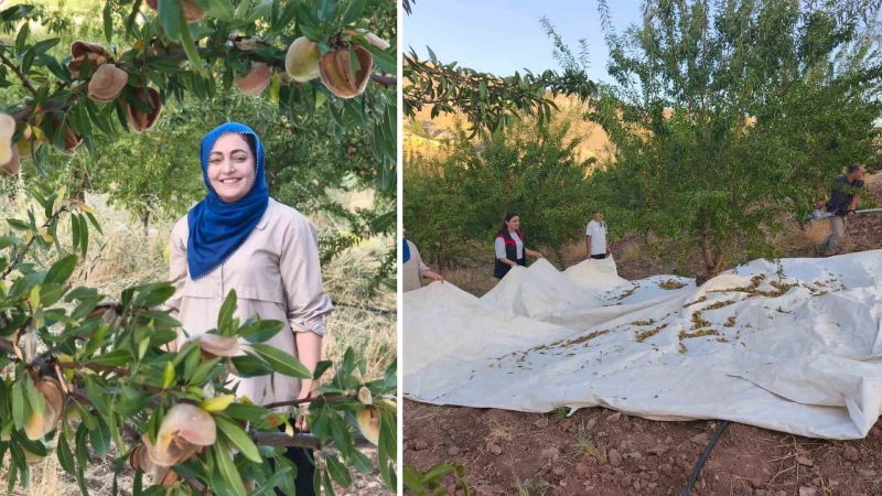 Tunceli’nin Çemişgezek ilçesinde Ayşe Balcı, atıl durumu olan 32 dönümlük