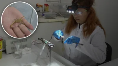 Samsun'un Bafra ilçesinde akrep yetiştiriciliği ve zehir sağım merkezi faaliyete