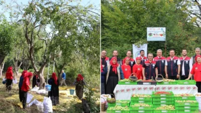 Bolu'da ormanda yetişen meyveler, kadın kooperatifleri vasıtasıyla ekonomiye kazandırılıyor. Doğa