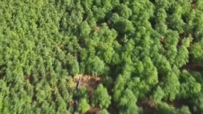 Diyarbakır'da gerçekleştirilen kapsamlı kenevir operasyonunda 217 bin kök bitki ve