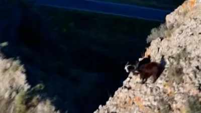Erzurumlu çoban İsmail Akkaş, dronla keçi yöneterek geleneksel çobanlık anlayışını
