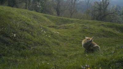 Karabük'te orman yangınlarının ardından yaban hayatını incelemek için fotokapanlar yerleştiriliyor.