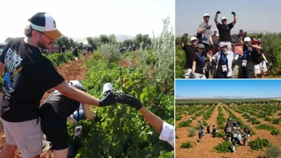 Erasmus+ projesi kapsamında Kilis'te toplanan gençler, Horoz Karası üzümünü topladı