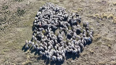 Tunceli'de çoban ücretleri 150 bin liraya kadar yükselmesine rağmen, hayvancılık
