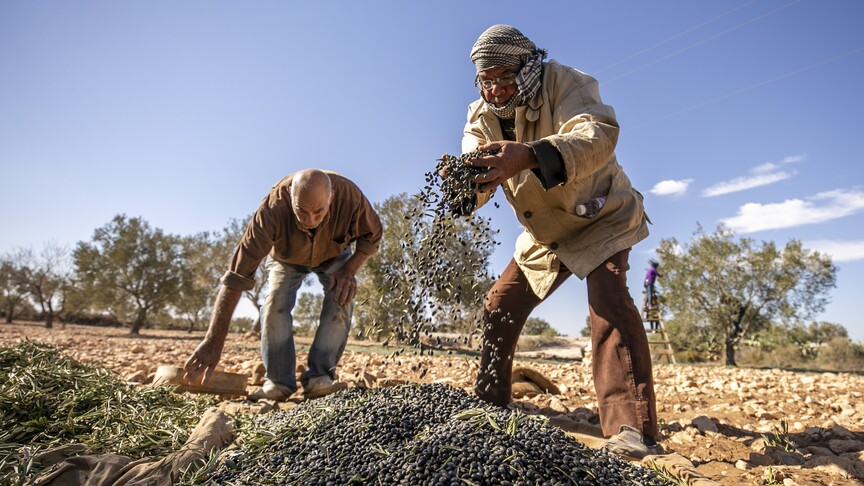 Afrika'da tarım yöntemleri, iklim değişikliği ve artan gıda ihtiyacına yanıt