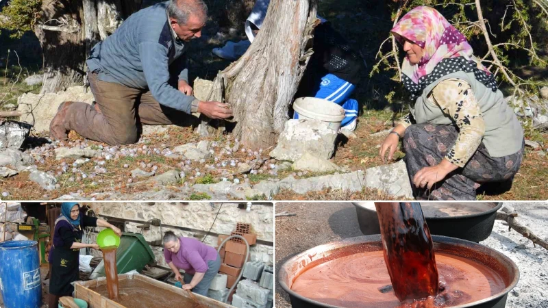 Antalya'nın Akseki ilçesinde geleneksel yöntemlerle üretilen andız pekmezi, zorlu üretim