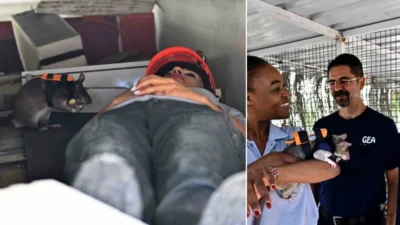 Antalya'da kazazedeleri bulmak için özel olarak eğitilen kahraman fareler, arama