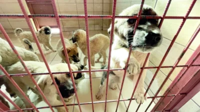 Türkiye'de sokak köpekleri için yeni barınaklar inşa edilirken, atık gıdalar