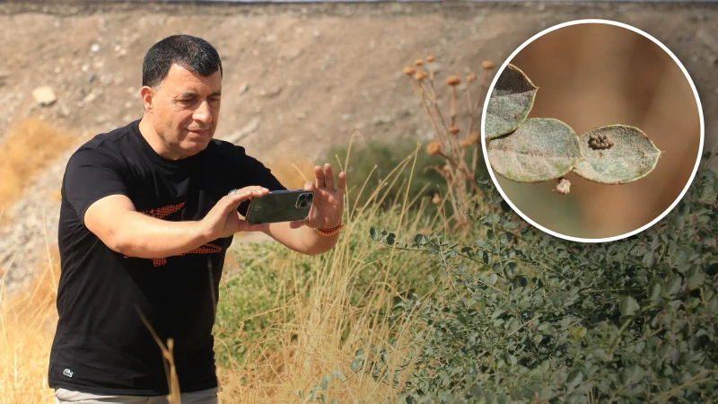 Diyarbakır'daki Dicle Vadisi'nde beyaz öncü kelebeklerinin gözlemlenmesi, doğa tutkunlarını bölgeye