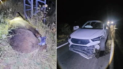 Tunceli'de dağlık alanlardan yola inen bir ayı cipe çarptı. Kaza